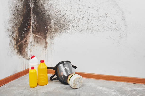 Best Post-Flood Mold Remediation in Yuma, AZ
