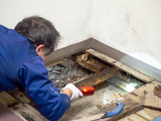 Best Post-Remediation Services in Yuma, AZ