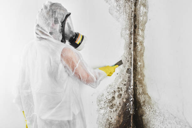 Best Bathroom Mold Remediation in Yuma, AZ