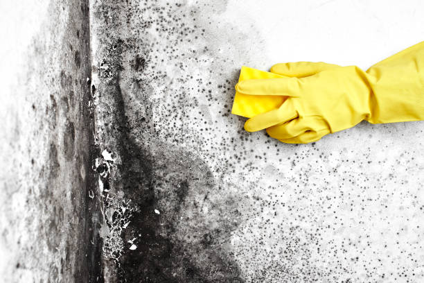 Best Emergency Mold Remediation in Yuma, AZ