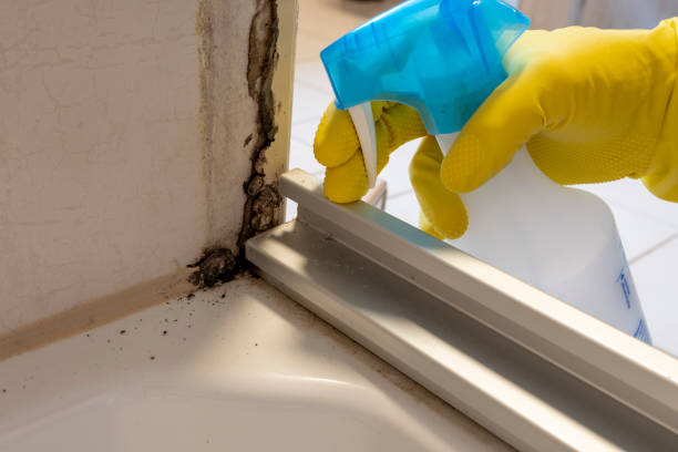 Best White Mold Remediation in Yuma, AZ