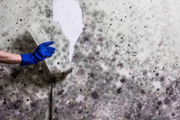 Best Residential Mold Remediation in Yuma, AZ